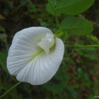 Clitoria ternatea L.